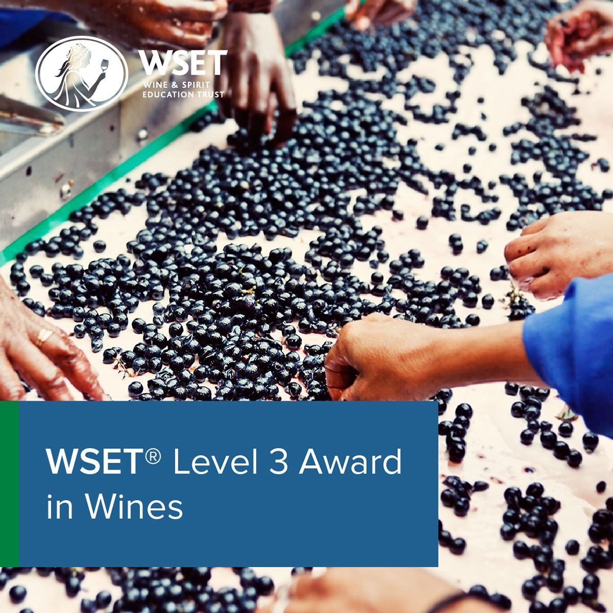 WSET Level 3